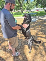 Found/Stray Male Dog last seen Royal oak and davis, Stockton, CA 95209