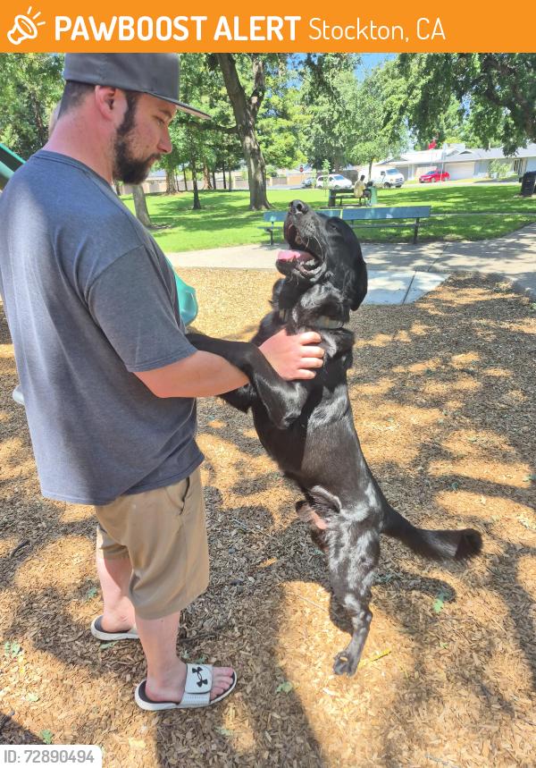 Found/Stray Male Dog last seen Royal oak and davis, Stockton, CA 95209