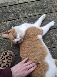 Lost Female Cat last seen State Route 28, Frankfort, OH 45628