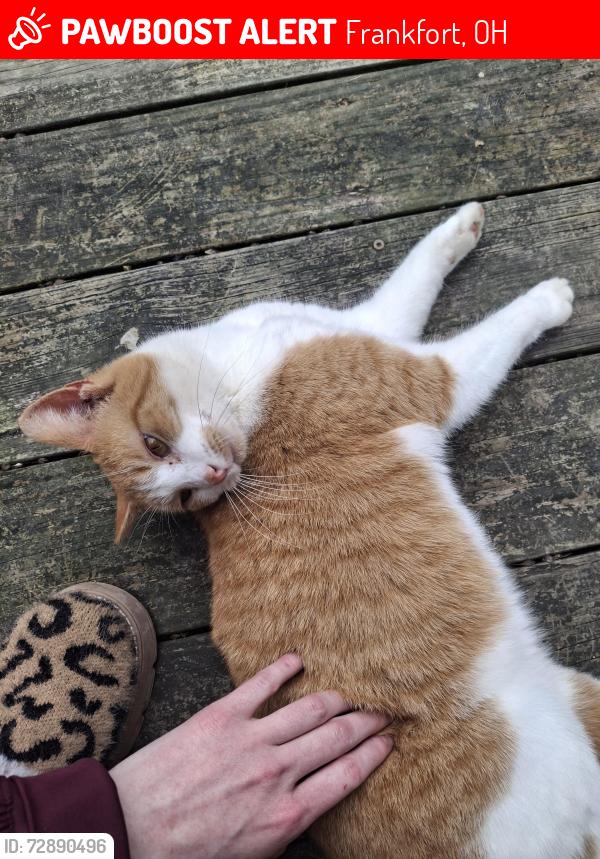 Lost Female Cat last seen State Route 28, Frankfort, OH 45628