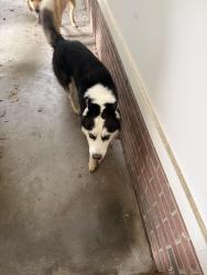 Found/Stray Male Dog last seen Redwoodway/Baymeadow Bend , Lumberton, NC 28358