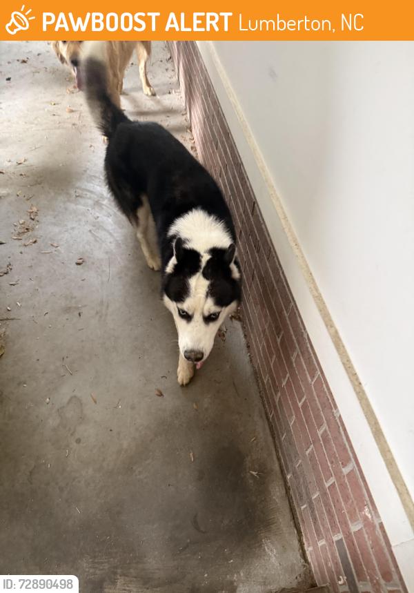 Found/Stray Male Dog last seen Redwoodway/Baymeadow Bend , Lumberton, NC 28358
