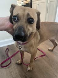 Found/Stray Female Dog last seen Harry Wurzbach , San Antonio, TX 78209