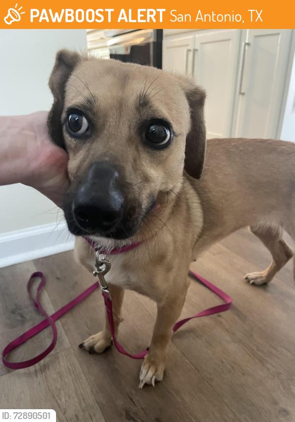 Found/Stray Female Dog last seen Harry Wurzbach , San Antonio, TX 78209