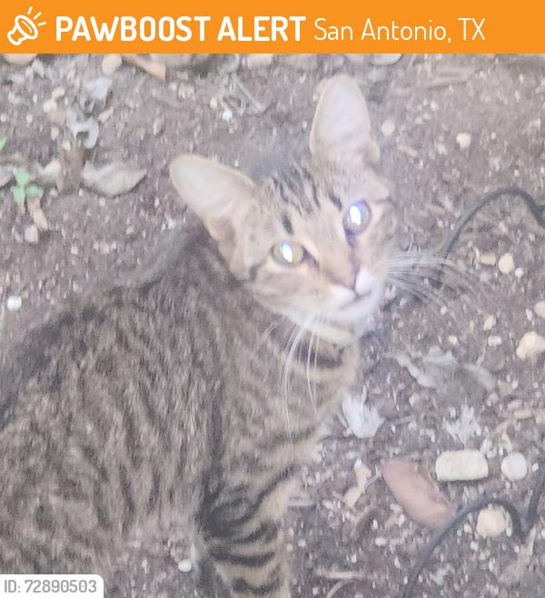 Found/Stray Unknown Cat last seen Yard, San Antonio, TX 78207