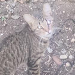 Found/Stray Unknown Cat last seen Yard, San Antonio, TX 78207