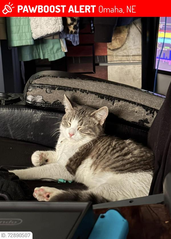 Lost Female Cat last seen Leavenworth and 24th street, Omaha, NE 68102