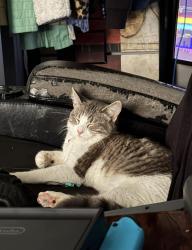 Lost Female Cat last seen Leavenworth and 24th street, Omaha, NE 68102