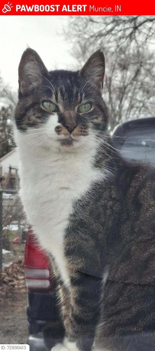 Lost Female Cat last seen Mock Avenue and 21st Street , Muncie, IN 47302