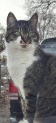Lost Female Cat last seen Mock Avenue and 21st Street , Muncie, IN 47302