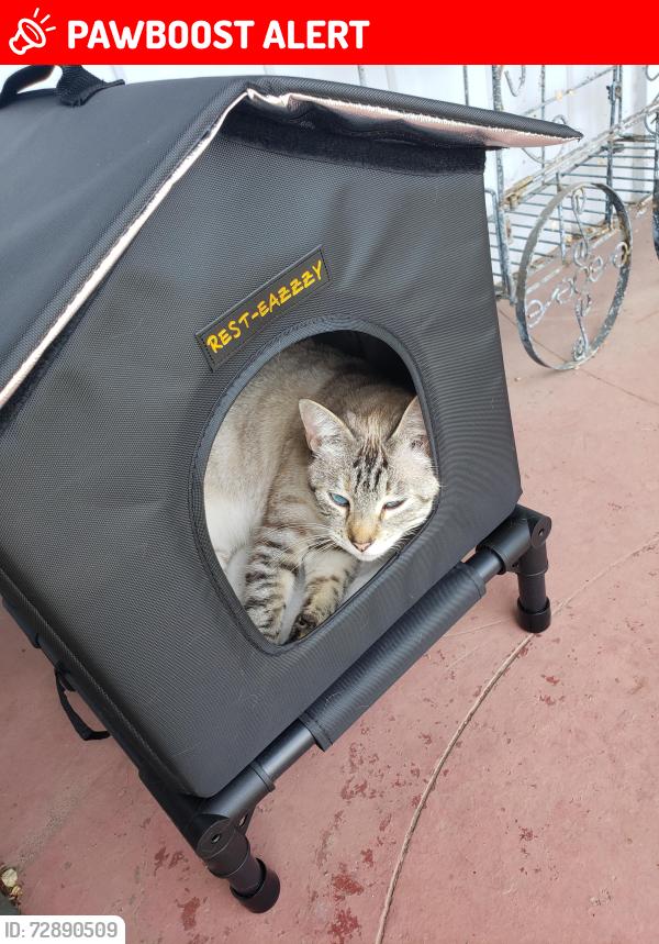 Lost Female Cat last seen Fifth street, San Juan Bautista, CA 95045
