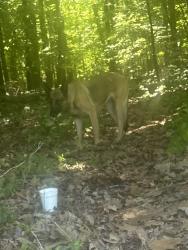 Found/Stray Female Dog last seen Parks Palmer rd and York Martin rd  off of old 421 rd , Liberty, NC 27298