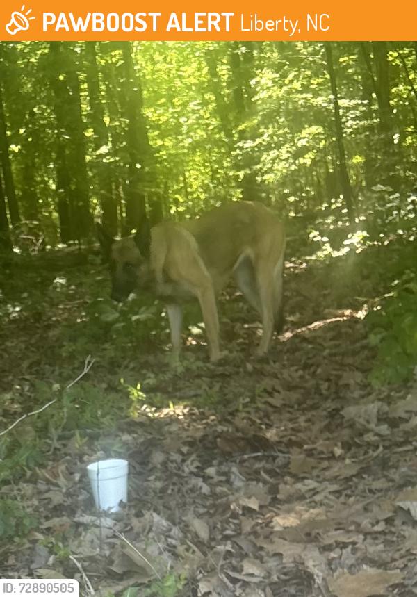 Found/Stray Female Dog last seen Parks Palmer rd and York Martin rd  off of old 421 rd , Liberty, NC 27298