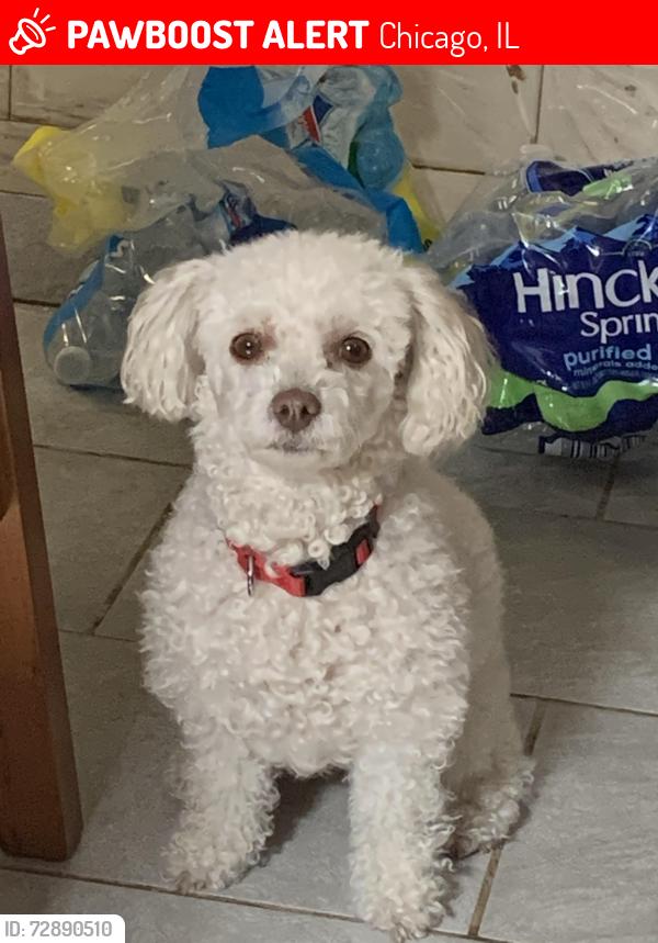 Lost Female Dog last seen 64th and rockwell, Chicago, IL 60629