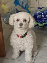 Lost Female Dog last seen 64th and rockwell, Chicago, IL 60629