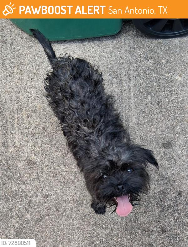 Found/Stray Unknown Dog last seen Hallie Ave and Glover, San Antonio, TX 78210