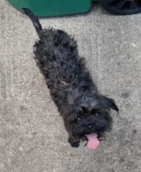 Found/Stray Unknown Dog last seen Hallie Ave and Glover, San Antonio, TX 78210