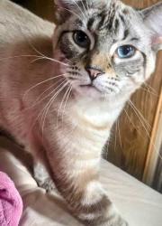 Lost Female Cat last seen Whitley & Cornerstaff, Elk Run, Adam's Farm, Greensboro, NC 27407