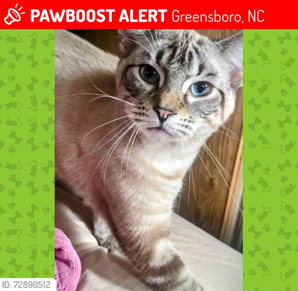 Lost Female Cat last seen Whitley & Cornerstaff, Elk Run, Adam's Farm, Greensboro, NC 27407