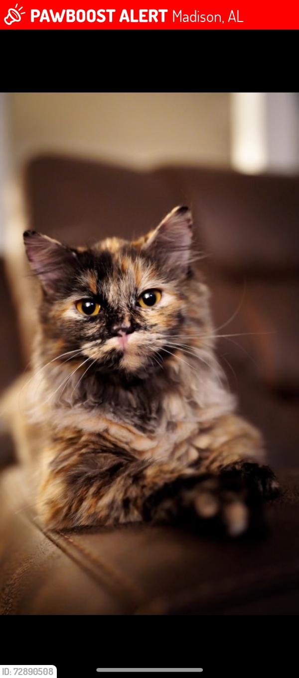 Lost Female Cat last seen In between whisperwood lane and telluride circle , Madison, AL 35758