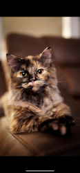 Lost Female Cat last seen In between whisperwood lane and telluride circle , Madison, AL 35758