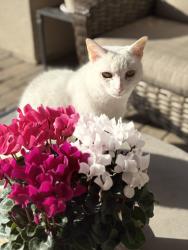 Lost Male Cat last seen Moss tree Drive, Wilmington, NC 28405