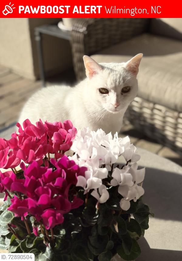Lost Male Cat last seen Moss tree Drive, Wilmington, NC 28405