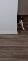 Lost Female Cat last seen Near siler rd, Maez rd, agua fria, cerrillos, Santa Fe, NM 87507