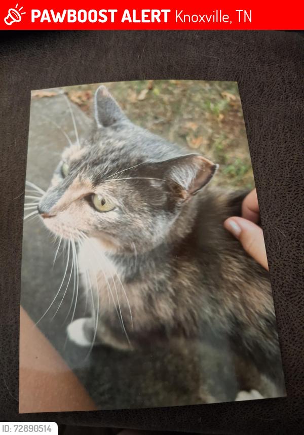 Lost Female Cat last seen Willow bend, Knoxville, TN 37922