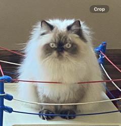 Reunited Male Cat last seen Bideford Drive, South Park Township, PA 15129