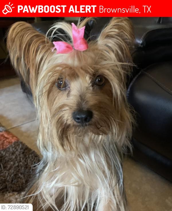 Lost Female Dog last seen Calle Dennet y stagecoach , Brownsville, TX 78526