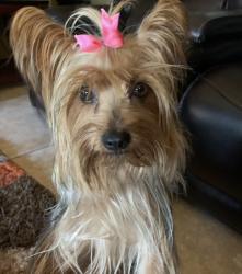Lost Female Dog last seen Calle Dennet y stagecoach , Brownsville, TX 78526