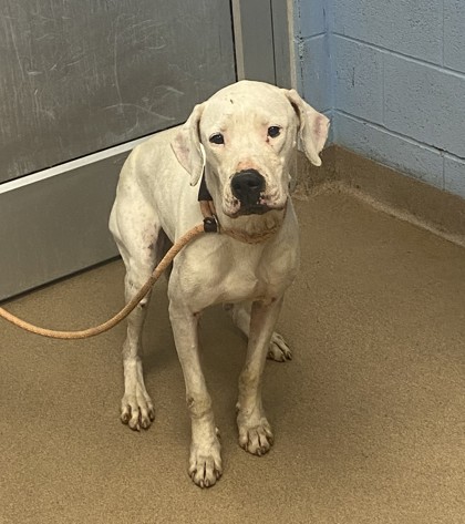 Shelter Stray Female Dog last seen Near HOUSWORTH DRIVE, 30038, GA, Atlanta, GA 30341
