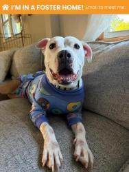 Shelter Stray Female Dog last seen Near Edison Hwy, 21213, MD, Baltimore, MD 21230