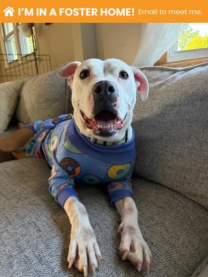 Shelter Stray Female Dog last seen Near Edison Hwy, 21213, MD, Baltimore, MD 21230