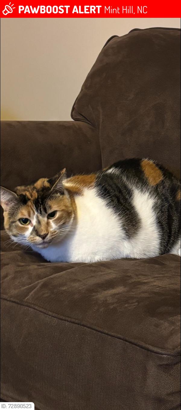 Lost Female Cat last seen Old Oak Rd and Hitchgate Dr in Farmwood, Mint Hill, NC 28227