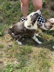 Found/Stray Male Dog last seen Near Sardis lake, Sardis, MS 38666