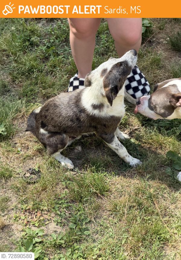 Found/Stray Male Dog last seen Near Sardis lake, Sardis, MS 38666