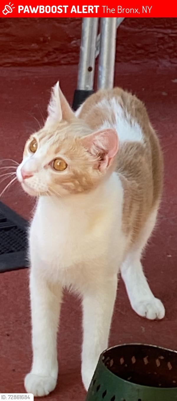 Lost Female Cat last seen Holland and Bartholdi ST, The Bronx, NY 10467
