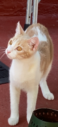 Lost Female Cat last seen Holland and Bartholdi ST, The Bronx, NY 10467
