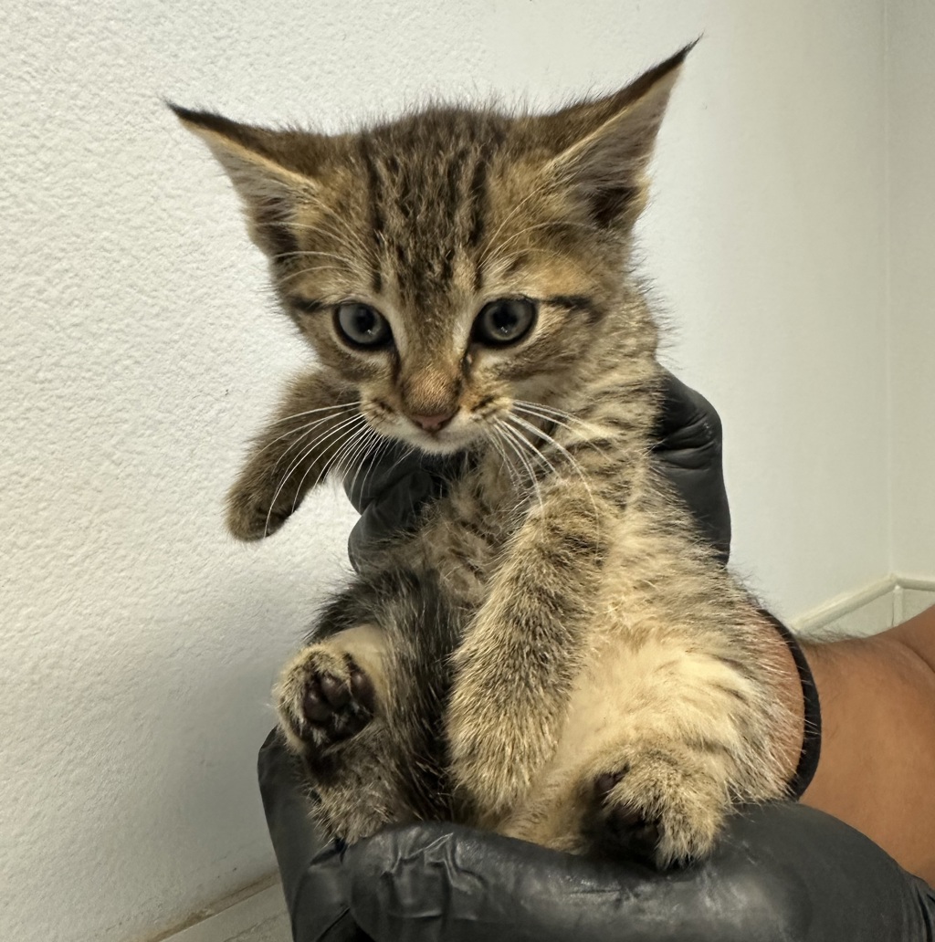 Shelter Stray Male Cat last seen Near Peach Avenue, El Cajon, CA, 92021, San Diego, CA 92110
