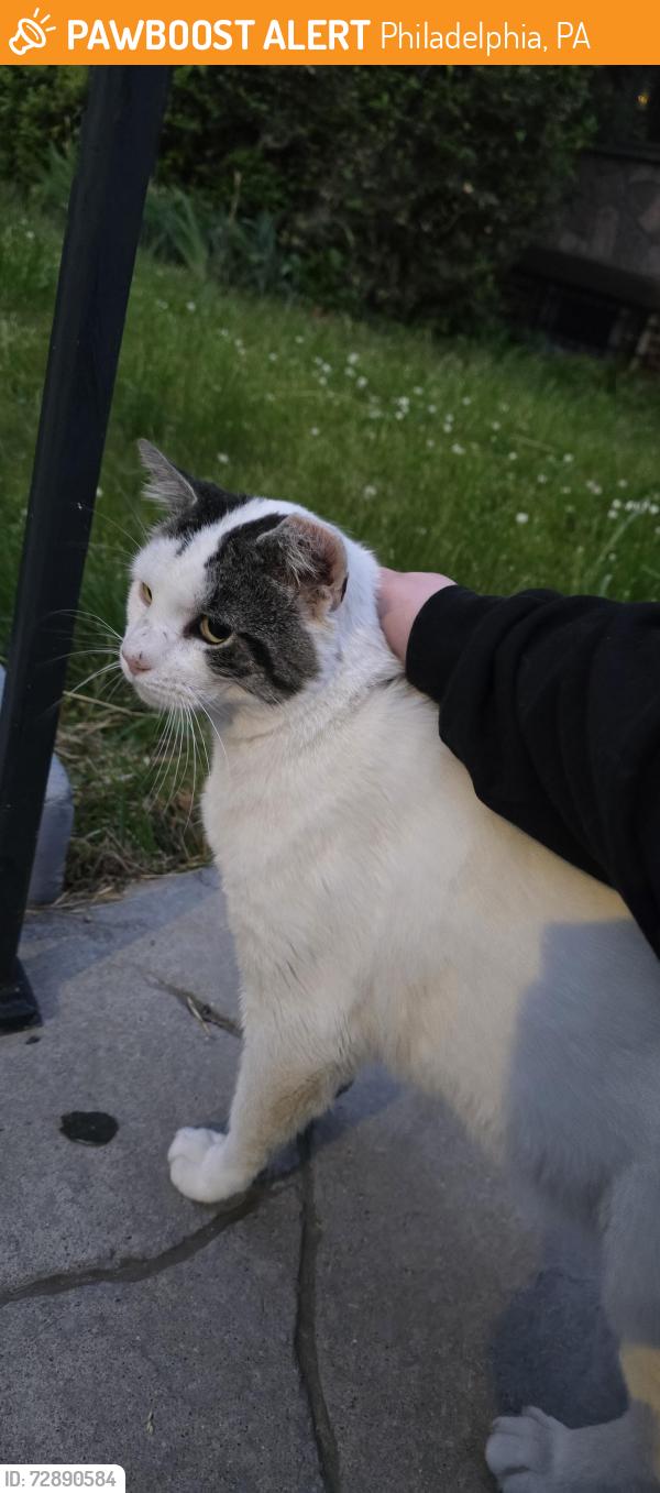 Found/Stray Unknown Cat last seen 63rd & Columbia, Philadelphia, PA 19151