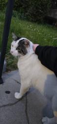 Found/Stray Unknown Cat last seen 63rd & Columbia, Philadelphia, PA 19151