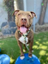 Shelter Stray Male Dog last seen Near S Commerce Drive, MURRAY CITY, UT, 84107, Taylorsville, UT 84123