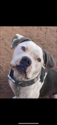 Lost Male Dog last seen Candelaria and Morris, Albuquerque, NM 87112