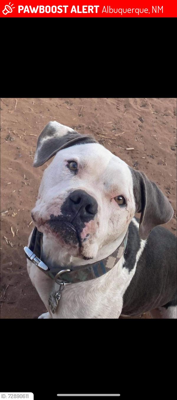 Lost Male Dog last seen Candelaria and Morris, Albuquerque, NM 87112