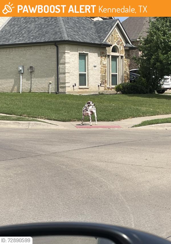 Found/Stray Female Dog last seen N. Little school road , Kennedale, TX 76060
