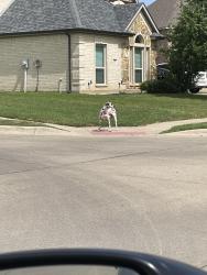 Found/Stray Female Dog last seen N. Little school road , Kennedale, TX 76060