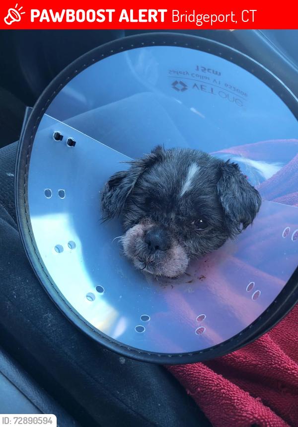 Lost Female Dog last seen Madison avenue Bridgeport ct, Bridgeport, CT 06606