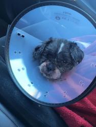Lost Female Dog last seen Madison avenue Bridgeport ct, Bridgeport, CT 06606